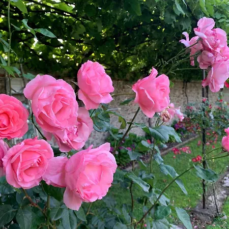 فندق مبيت وإفطار La Preziosa